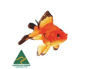 Fantail Assorted Goldfish 5cm
