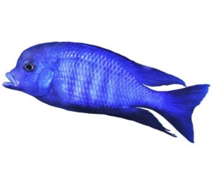 Blue Dolphin Cichlid 5cm ( Cyrtocara moorii )