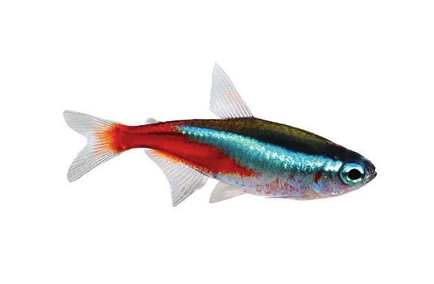 Neon Tetra (Paracheirodon innesi) - Dan's Fish