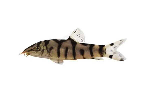 Pakistani loach (Botia almorhae) 4 cm