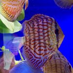 RED TURQUOISE DISCUS 6 CM | The Online Aquarium Shop