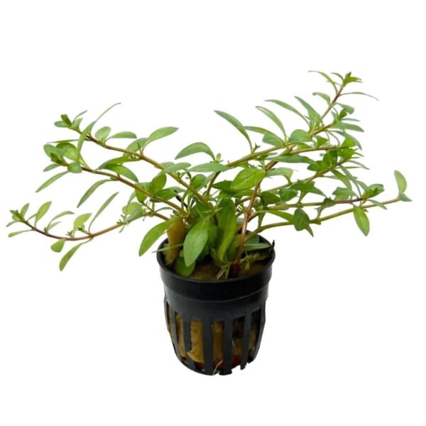 Ludwigia Arcuata