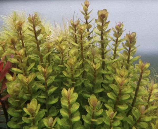 Rotala Indica (Bonsai)