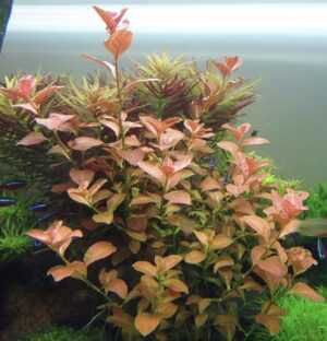 Ludwigia Ovalis