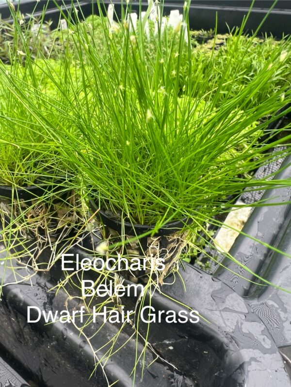 Dwarf Hairgrass