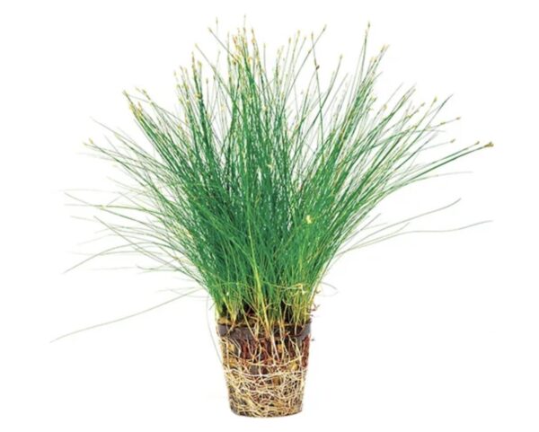 Dwarf Hairgrass