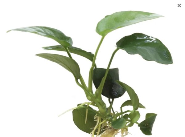 Anubias Nana